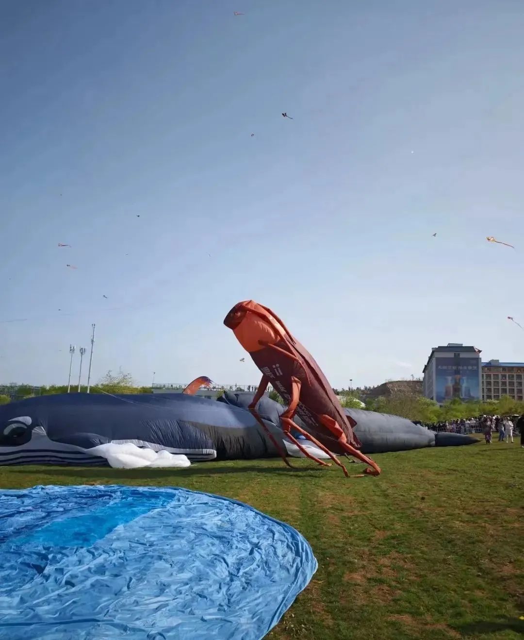 蜡笔小新引争议,“领导的饼”满天飞……潍坊风筝节火出圈!