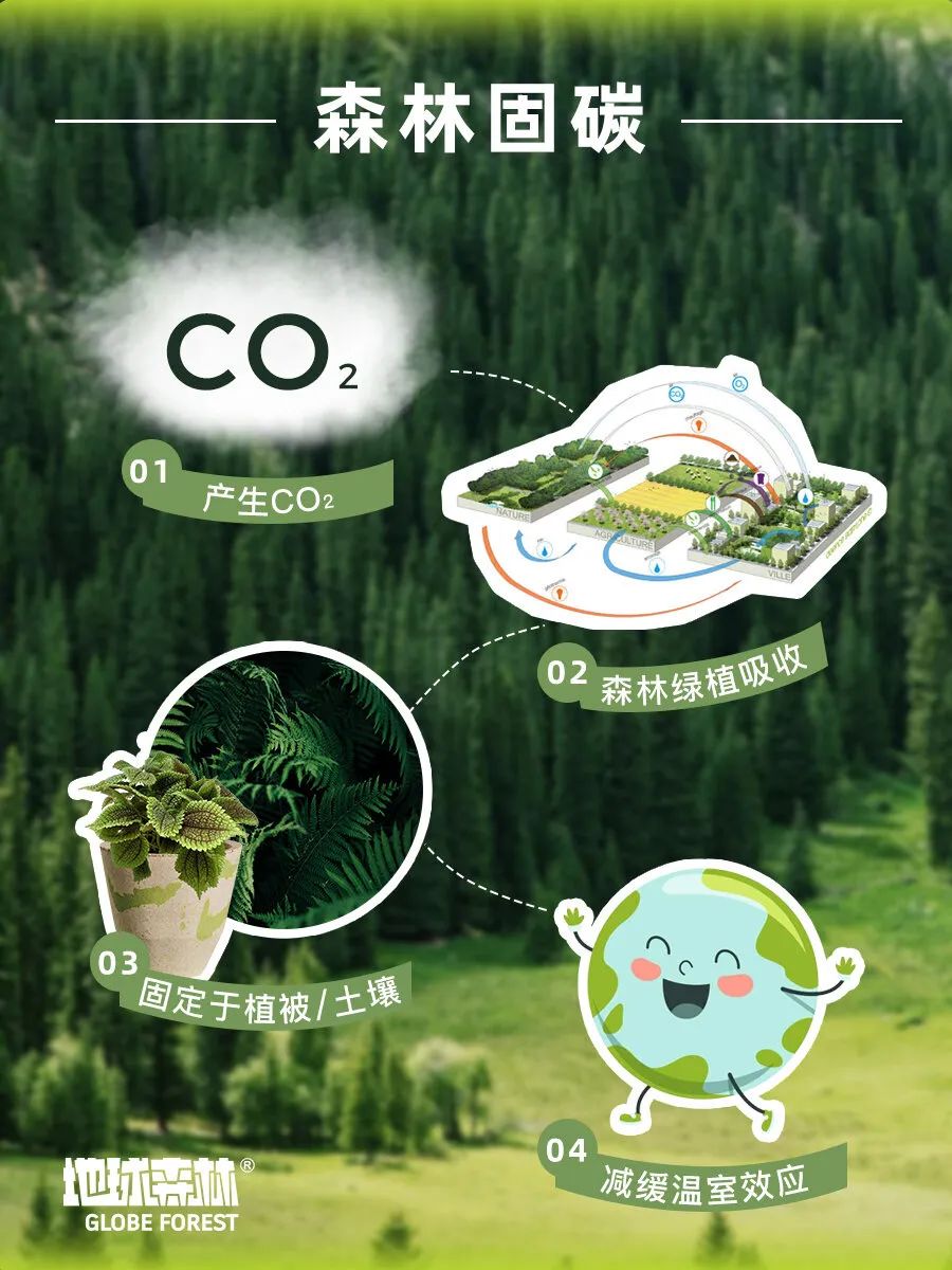 龙年新春, 发现商业中的"可呼吸绿洲"