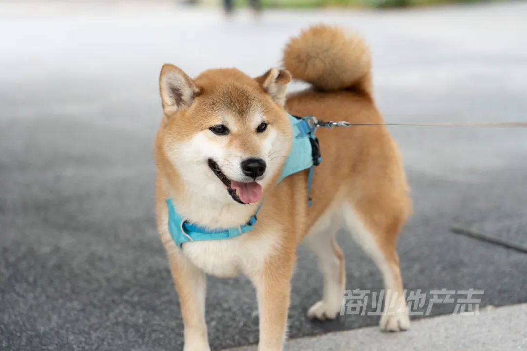 你应该去看看CPI