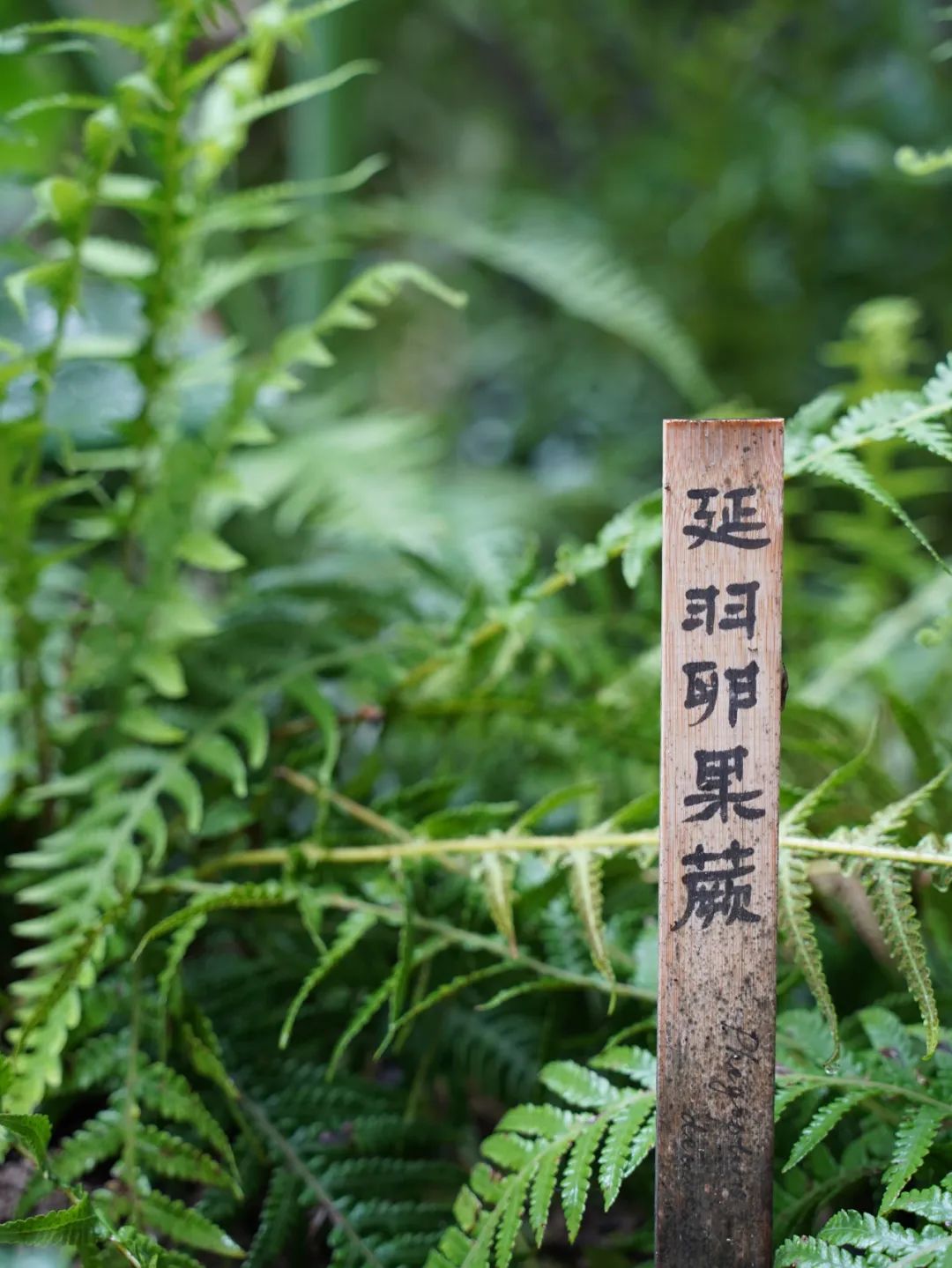 加得 | 上生·新所二期变身“长宁代官山”，来看如何美到刷屏？